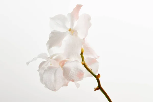 Flores hermosas naturales de la orquídea en rama aislada en blanco - foto de stock