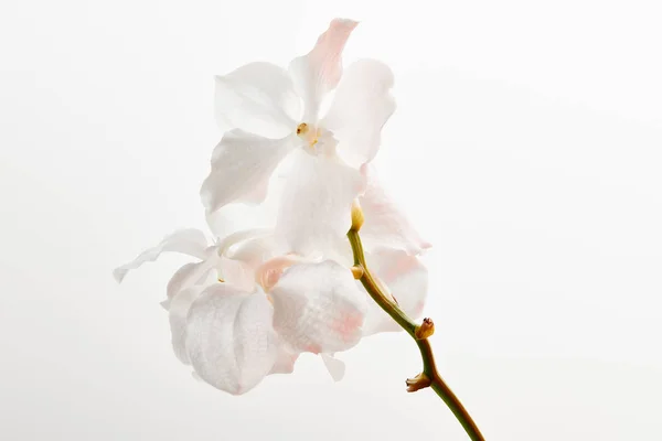 Flores hermosas naturales de la orquídea en rama aislada en blanco — Stock Photo