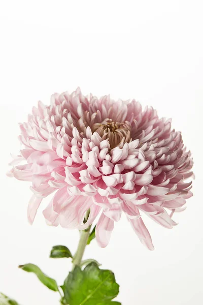 Рожева хризантема ізольована на білому — стокове фото