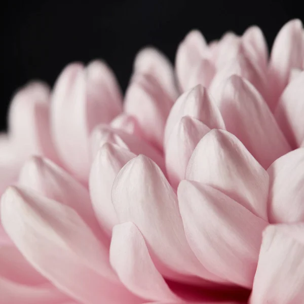 Vista da vicino dei petali di crisantemo rosa isolati sul nero — Foto stock