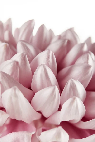 Vue rapprochée du chrysanthème rose isolé sur blanc — Photo de stock