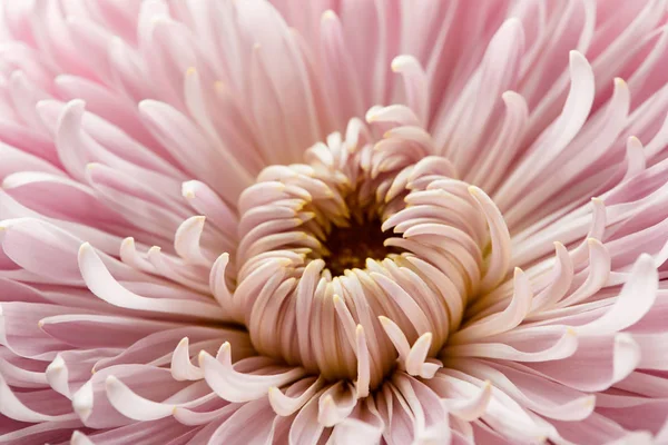 Vista de cerca de la flor de crisantemo rosa - foto de stock