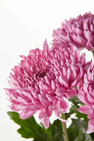 Purple chrysanthemum flowers isolated on white — Stock Photo