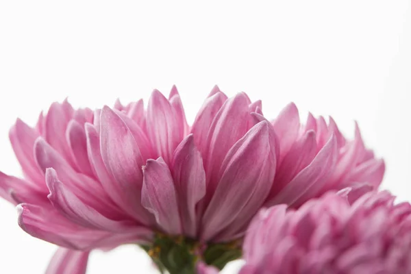 Close up view of purple chrysanthemum isolated on white — Stock Photo