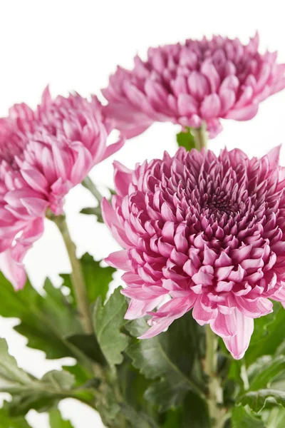 Bouquet of purple chrysanthemum flowers with green leaves isolated on white — Stock Photo