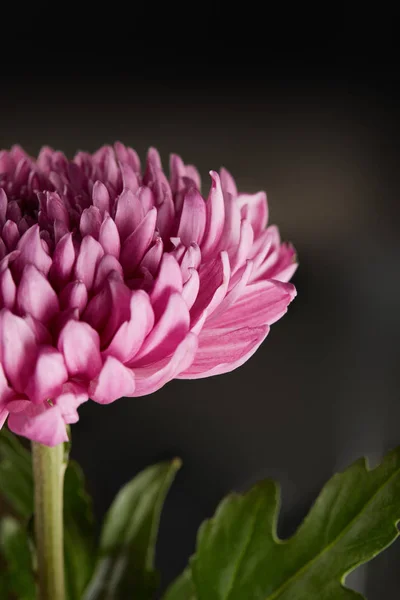Close up view of purple chrysanthemum flower — Stock Photo
