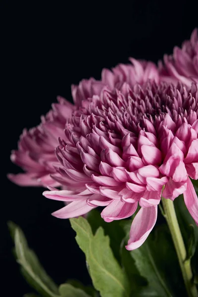 Close up view of purple chrysanthemum flower isolated on black — Stock Photo