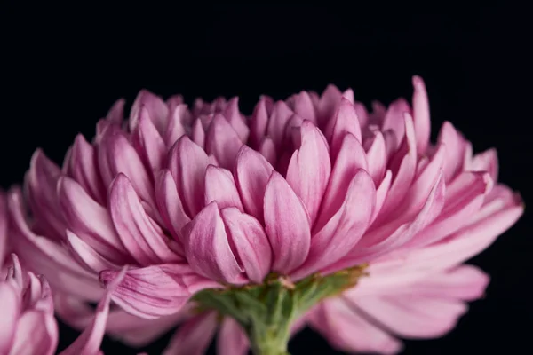 Vue rapprochée de fleur de chrysanthème pourpre isolée sur noir — Photo de stock