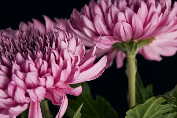 Nahaufnahme von lila Chrysanthemenblüten isoliert auf schwarz — Stockfoto