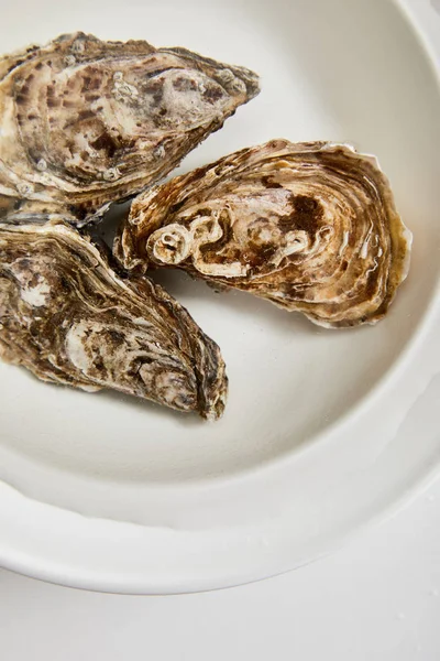 Top view of oysters in bowl with water isolated on white — Stock Photo