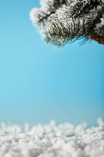 Fichtenzweige im Schnee auf blauem Hintergrund für Weihnachten — Stockfoto