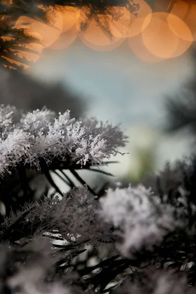 Perto de ramos de abeto na neve com luzes de Natal bokeh — Fotografia de Stock