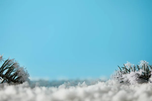 Branches d'épinette dans la neige sur fond bleu pour Noël — Photo de stock