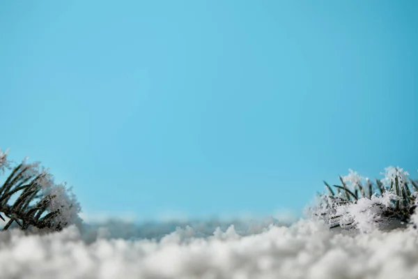 Rami di abete rosso in neve su sfondo blu per Natale — Foto stock