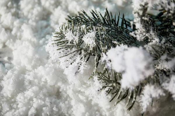 Закрытие еловых ветвей в снегу на рождественском фоне — стоковое фото