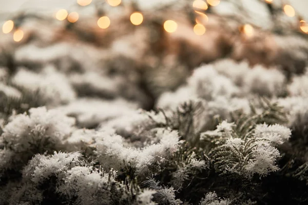 Крупним планом ялинові гілки в снігу з розмитими різдвяними вогнями — стокове фото