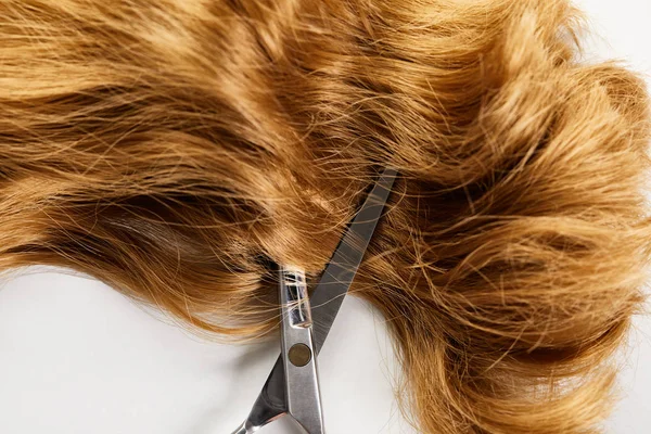 Vista superior de tijeras y cabello castaño ondulado sobre fondo blanco - foto de stock