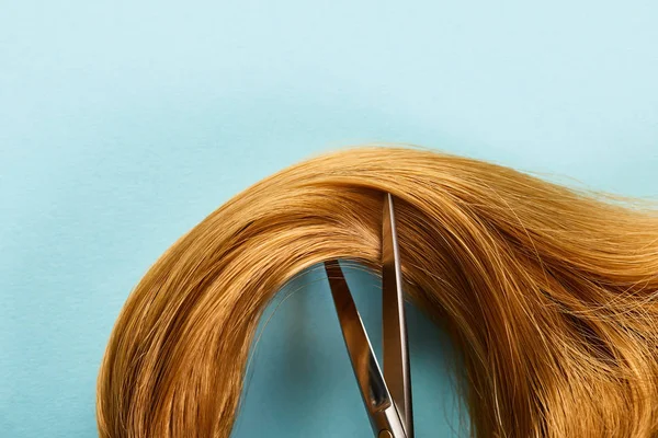 Vista superior de cabello castaño con tijeras sobre fondo azul - foto de stock