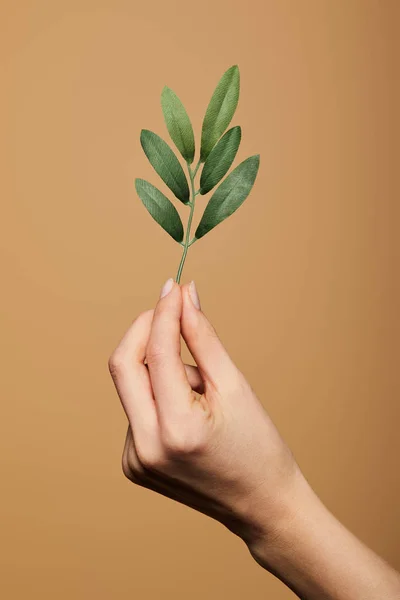 Vista recortada de la mujer sosteniendo planta verde aislado en beige - foto de stock