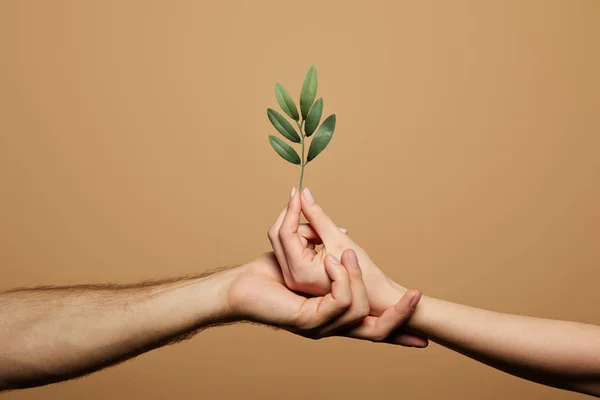 Vista recortada de hombre y mujer sosteniendo planta verde aislado en beige - foto de stock