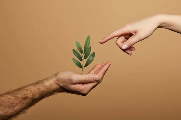 Vue recadrée de la femme pointant avec le doigt vers la plante verte dans la main de l'homme isolé sur beige — Photo de stock