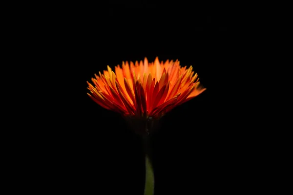 Nahaufnahme der orangefarbenen Blüte der Gerbera isoliert auf schwarz — Stockfoto