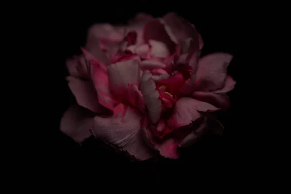 Крупним планом вид рожевих пелюсток квітки гвоздики ізольовані на чорному — стокове фото
