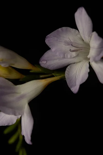 Vista de cerca de flor de freesia con gota de agua aislada en negro - foto de stock