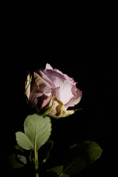 Rosa violeta con hojas aisladas en negro - foto de stock