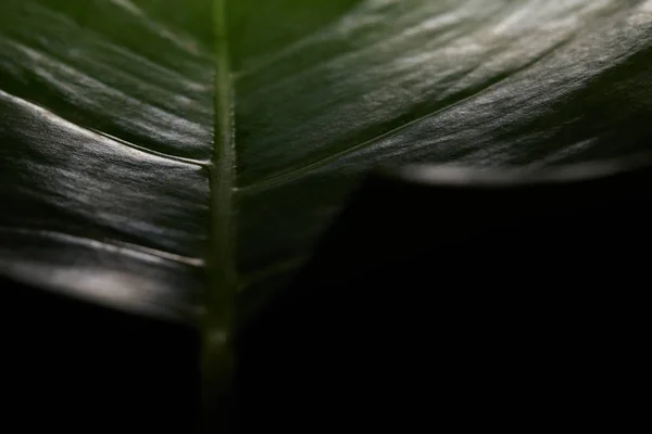 Close up view of green textured leaf on black background — Stock Photo