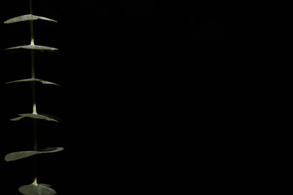 Brunch de eucalipto isolado em preto com espaço de cópia — Fotografia de Stock