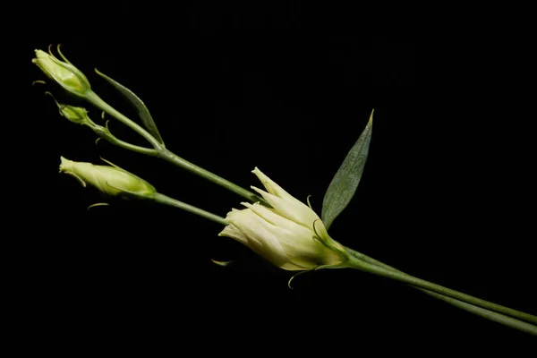 Flor de Eustoma con hojas aisladas en negro - foto de stock