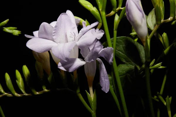 Nahaufnahme von lila Freesia-Blüten an Stängeln isoliert auf schwarz — Stockfoto