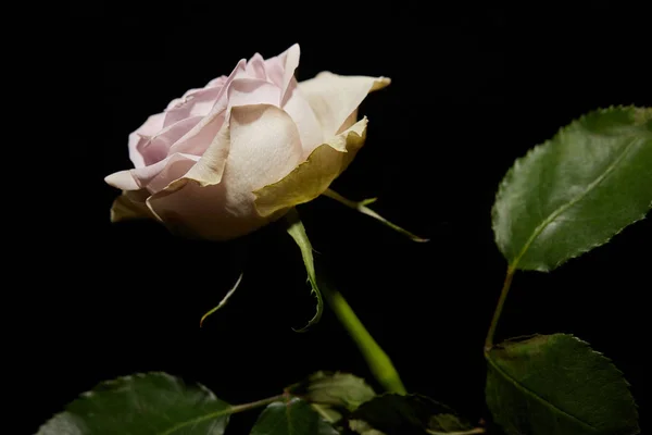Pink rose with leaves isolated on black — Stock Photo