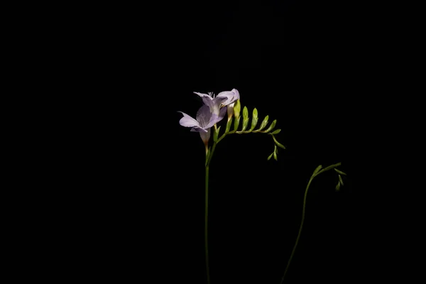 Fiori di fresia viola su fusto isolato su nero — Foto stock