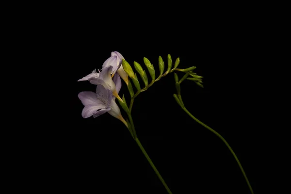 Fleurs violettes de freesia avec tiges isolées sur noir — Photo de stock