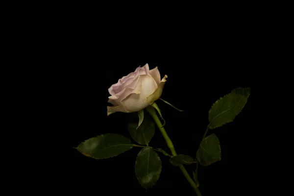 Rosa com folhas verdes isoladas em preto — Fotografia de Stock