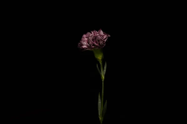 Цветок с листьями, изолированными на чёрном фоне — стоковое фото