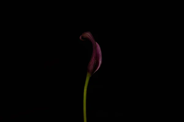 Flor de cala púrpura en tallo aislado en negro - foto de stock