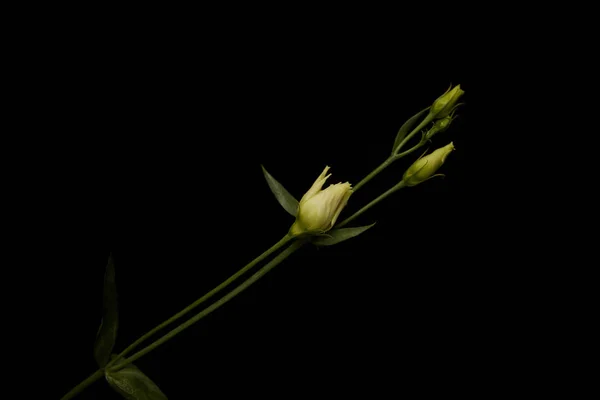 Eustoma flor con brotes aislados en negro - foto de stock
