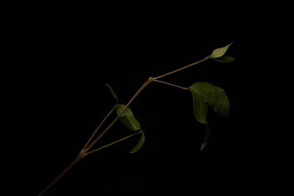 Green leaves of plant isolated on black — Stock Photo