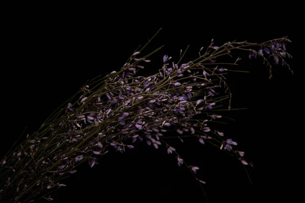 Flores silvestres violetas en ramas aisladas en negro - foto de stock