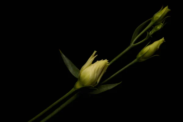 Vista de cerca de la flor de eustoma con hojas aisladas en negro - foto de stock