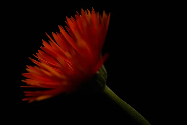 Закрыть вид оранжевого цветка герберы, изолированного на черном — стоковое фото