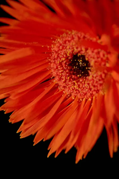 Vue rapprochée de gerbera aux pétales orange isolé sur noir — Photo de stock