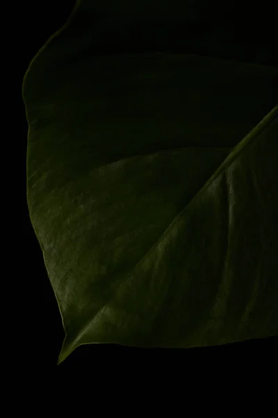 Close up view of green leaf of plant isolated on black — Stock Photo