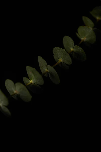 Branche de plante d'eucalyptus isolée sur noir — Photo de stock