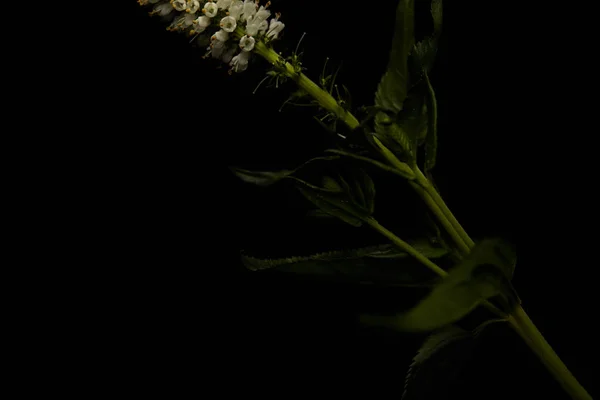 Fiori bianchi su pianta con foglie isolate su nero — Foto stock