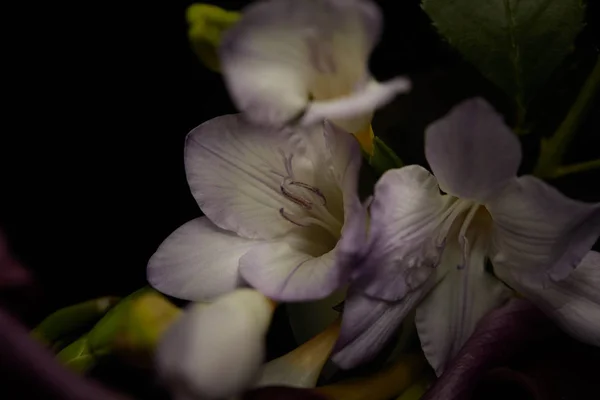 Vue rapprochée des fleurs de freesia isolées sur noir — Photo de stock