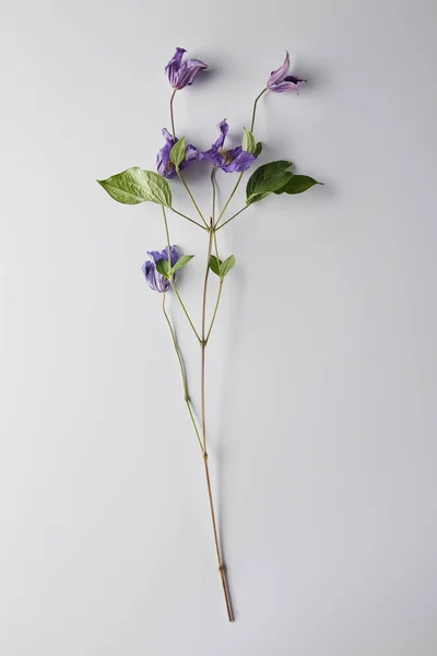 Vista superior de flores violetas sobre fondo blanco - foto de stock